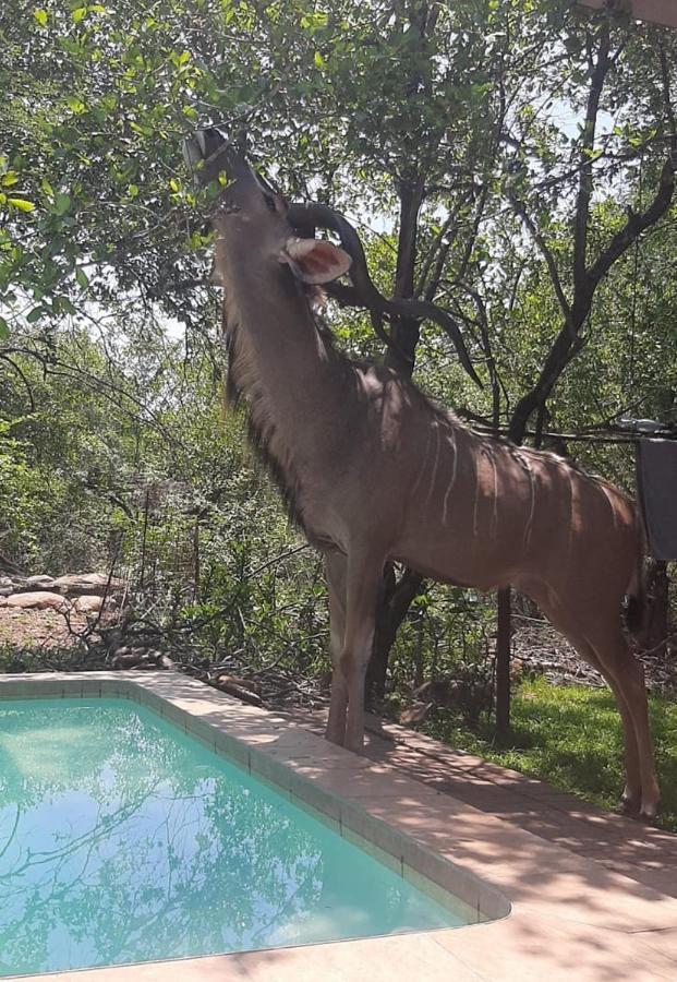 Nature House Marloth Park Buitenkant foto